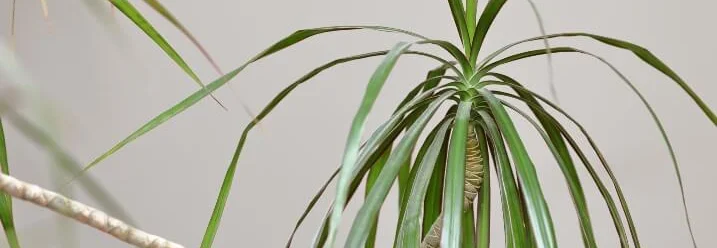 Drachenbaum vor beiger Wand